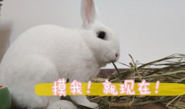 兔子视频,趣味横生的动物世界一瞥