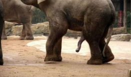 动物交配大全视频,揭秘奇妙的交配大全