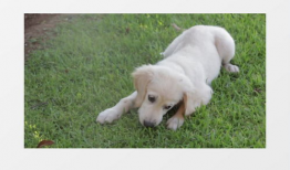 小狗可爱视频,小狗可爱视频集锦