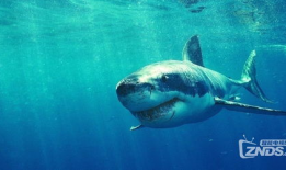 海洋动物视频,揭秘神秘海洋动物的精彩瞬间