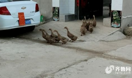 老鸭视频,揭秘短视频时代的魅力与挑战