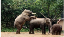 动物交配大全视频,揭秘奇妙的交配大全