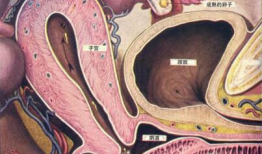 男人阴茎插入女人阴道视频,揭秘男女亲密行为全过程