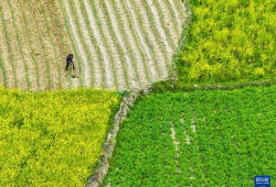 在希望的田野上,追寻乡村振兴的美丽画卷