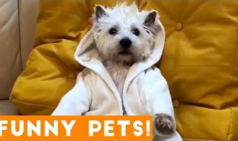 小狗可爱视频,小狗可爱视频集锦