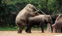 动物交配大全视频,揭秘奇妙的交配大全