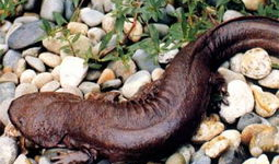 娃娃鱼的哭声视频播放,神秘生物的哀鸣之谜