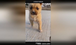 小狗可爱视频,小狗可爱视频集锦