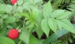 水莓在线视频,探索科技与生活的完美融合